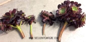 Aeonium arboreum ‘Zwartkop’ (Black Rose) stem cuttings