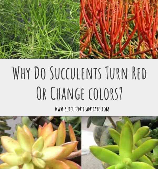Why Do Succulents Turn Red Or Change Colors?