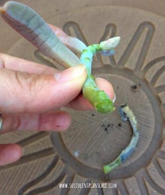 saving a rotting succulent stem due to overwatering