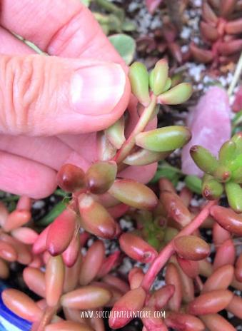 Sedum Rubrotinctum 'Jelly Bean Plant' stretching from lack of sunlight