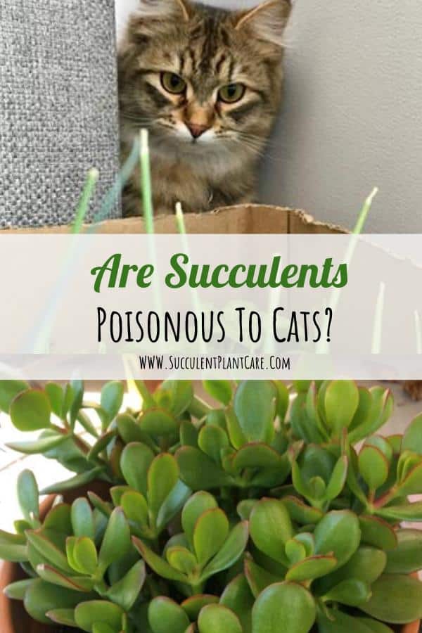 Are Succulents Poisonous to Cats? How to Keep Cats Away