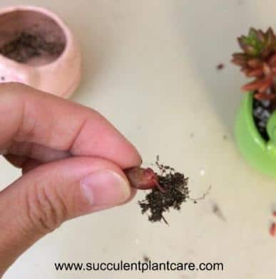 Sedeveria 'Jet Beads' leaf rooting and growing new plant