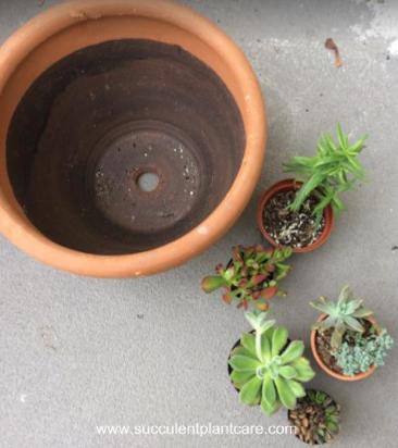 terracotta pot and succulent plants