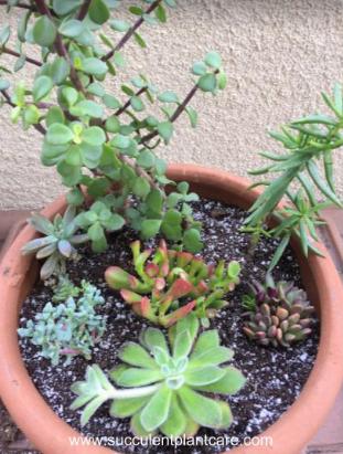 How to pot a succulent container garden