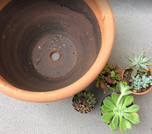 How To Plant Succulents In Containers: A Beginner’s Guide