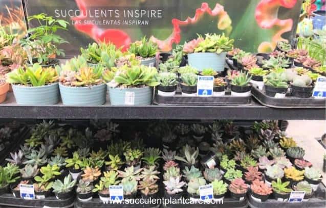assorted succulent plants in nursery pots