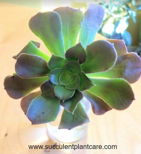 aeonium stem soaking in water for water therapy