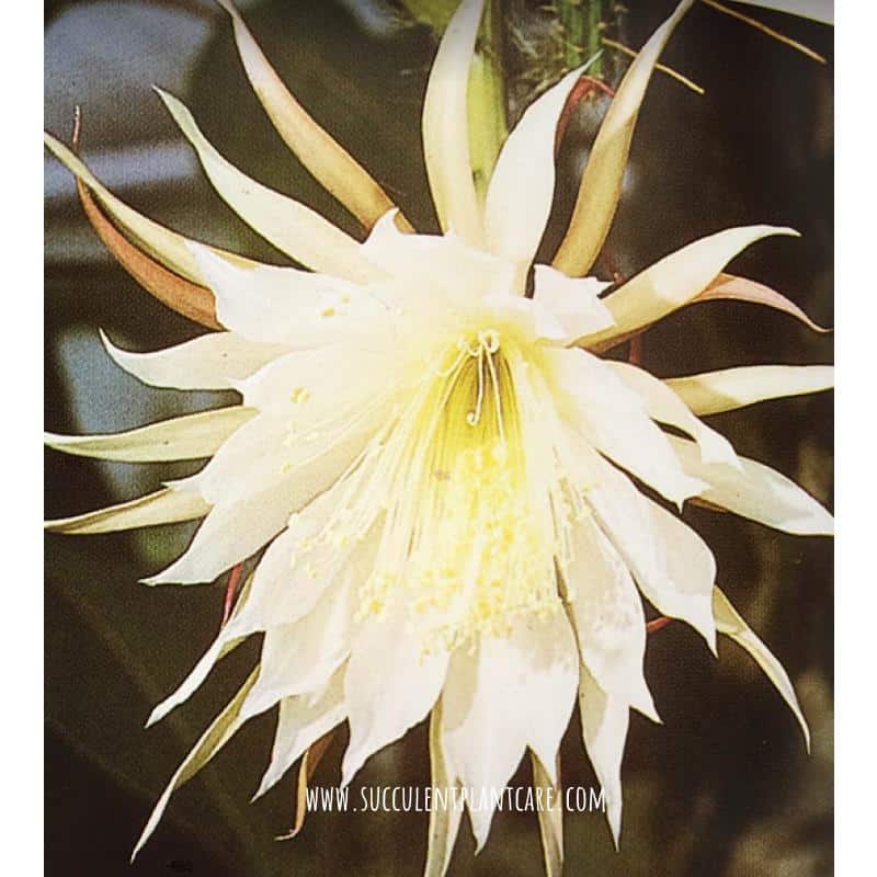 Epiphyllum Oxypetalum-Queen Of The Night's white flower
