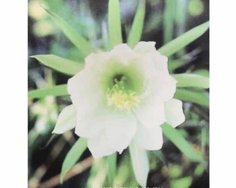 Epiphyllum Oxypetalum ‘Queen Of The Night’ Care Guide