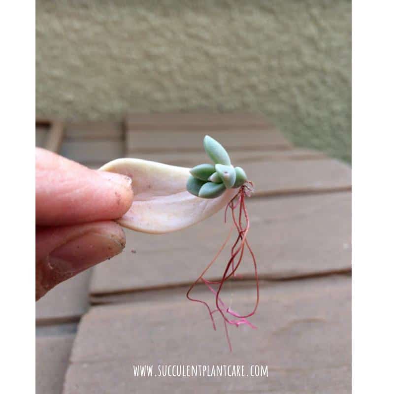 Graptopetalum Paraguayense 'Ghost Plant' leaf shooting out roots