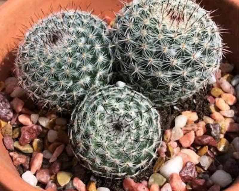 Mammillaria Hahniana ‘Old Lady Cactus’ Care and Propagation