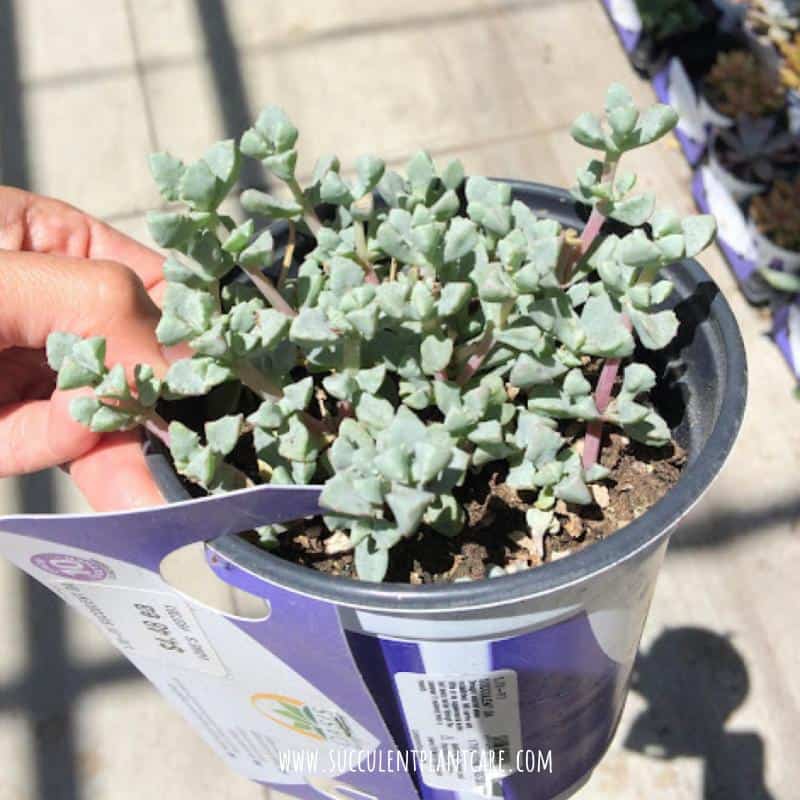Oscularia deltoides Pink Iceplant Rare Live Cactus House Plant Indoor Succulent