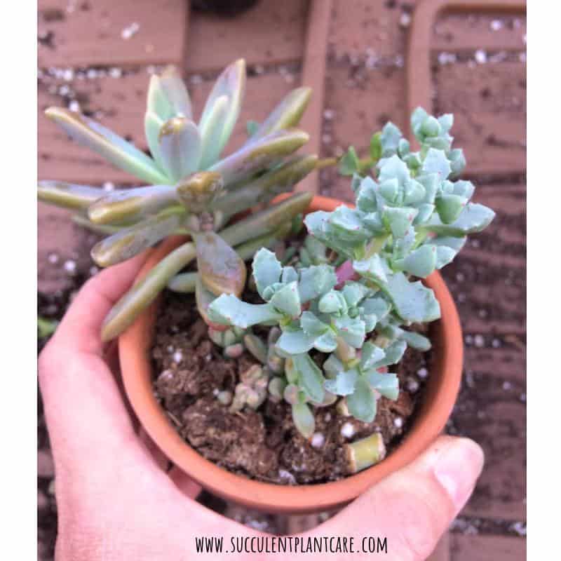 Oscularia deltoides Pink Iceplant Rare Live Cactus House Plant Indoor Succulent