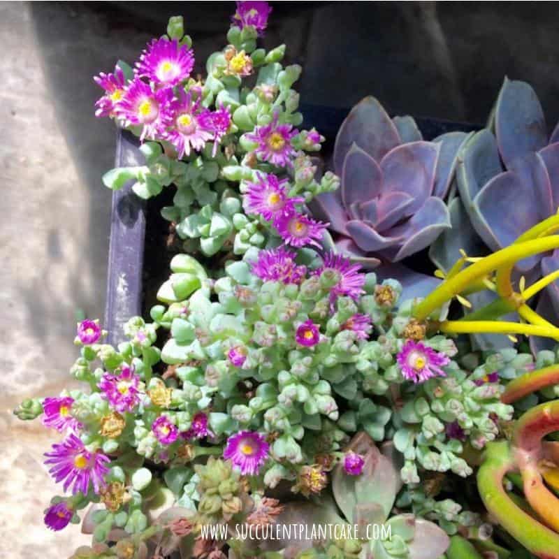 Oscularia Deltoides-Pink Ice Plant in bloom with magenta flowers