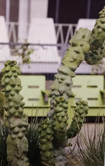 Pachycereus Schottii Monstrosus ‘Totem Pole Cactus’ Care Guide