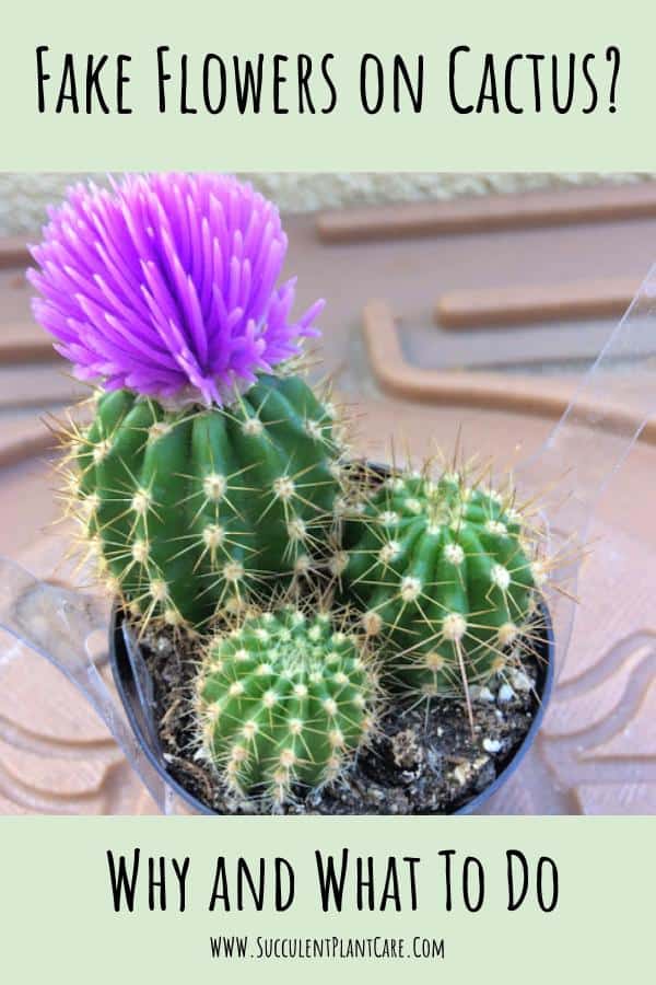 fake flower on a cactus