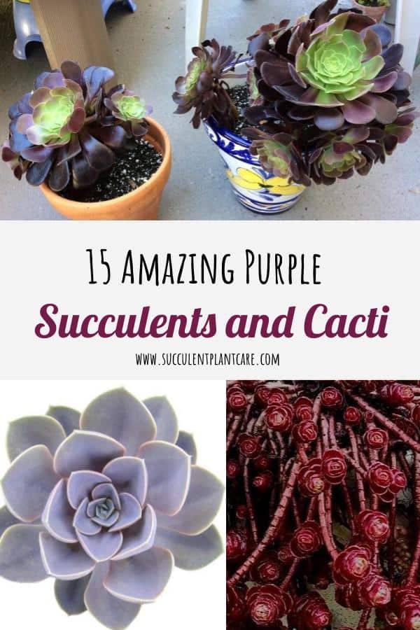 15 Amazing Purple Succulents and Cacti You Would Love