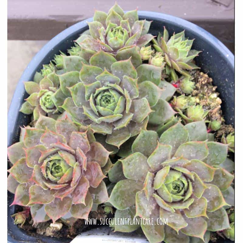 Sempervivum desert bloom with green, brown, pink and purple leaves