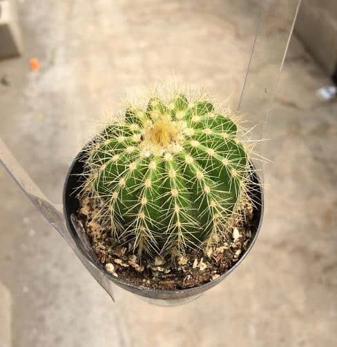 Notocactus Magnificus/Parodia Manifica-Balloon Cactus Care