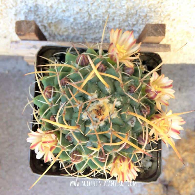 Mammillaria Nejapensis-Silver Arrows in bloom with light yellow, cream and striped burgundy flowers