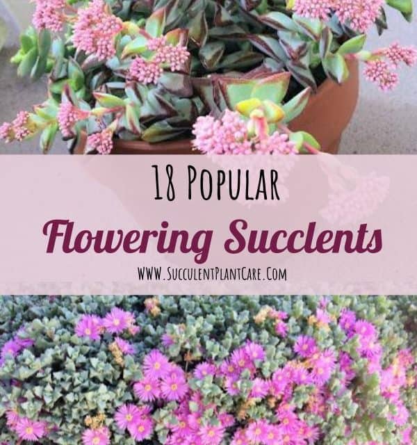 18 Popular Flowering Succulents (With Pictures)