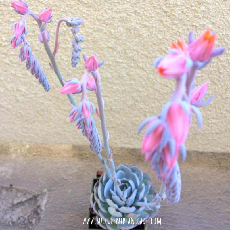 Echeveria Peacockii with beautiful bell-shaped pink flowers