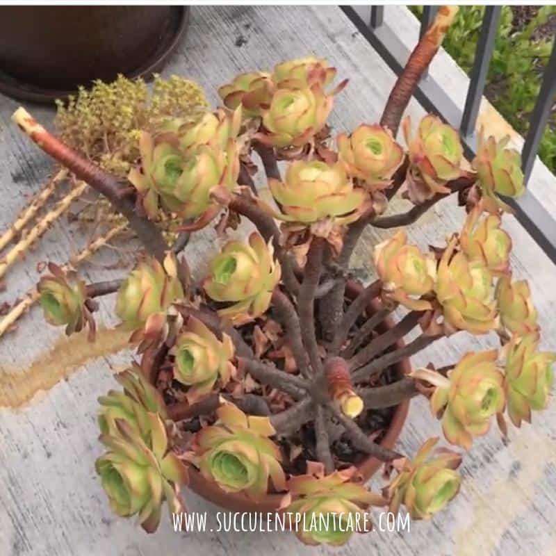 cutting off aeonium bloom stalk after blooming