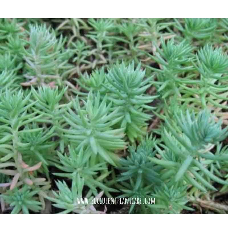 Sedum Reflexum ‘Blue Spruce or Blue Stonecrop’ with blue green foliage