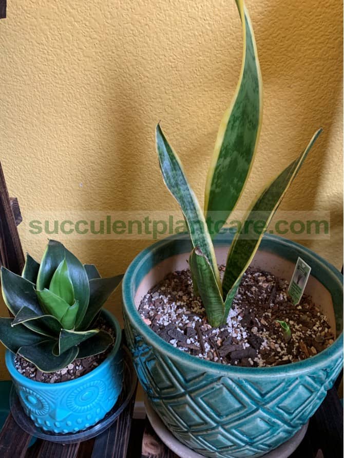 sansevieria In the Office, Indoors or In Low Light