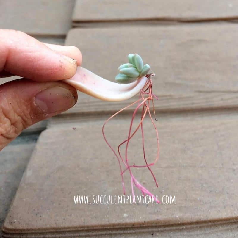 Succulent leaf growing roots