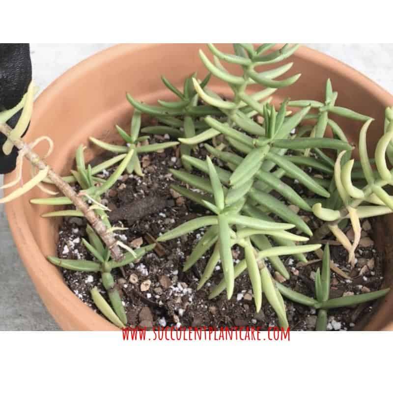 Succulent stem cutting with roots growing