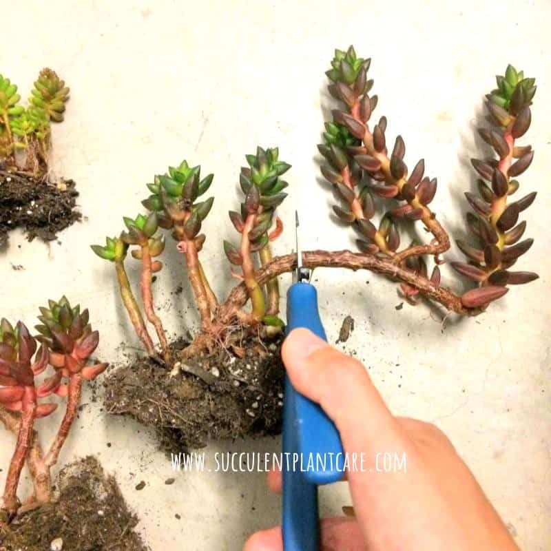 Trimming succulent stems for propagation