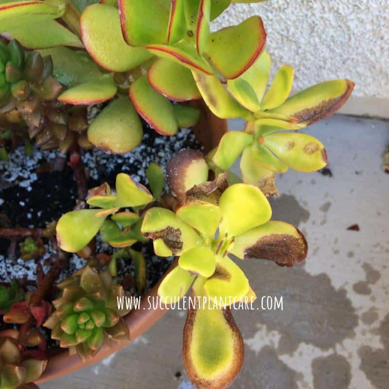 Jade plant Crassula Ovata leaves that turned yellow and brown from sun burn