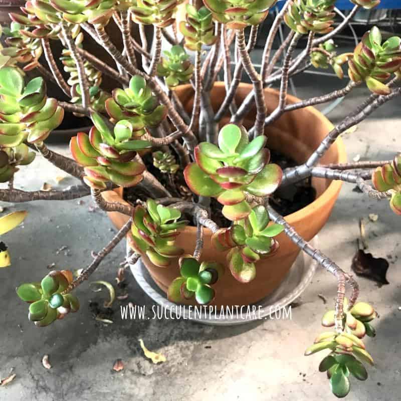 drooping jade plant stems