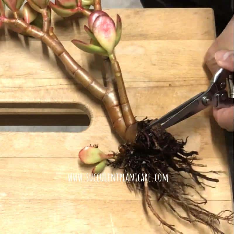Trimming jade plant (Crassula ovata's) roots that rotted