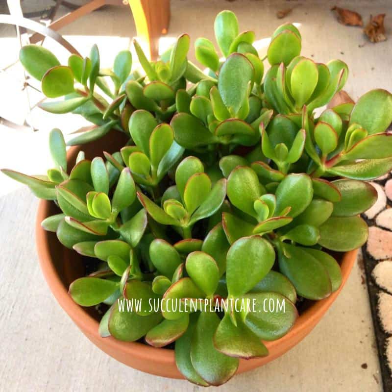 Crassula Ovata jade plant with green leaves and red margins