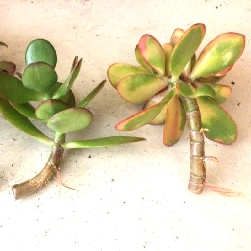 Crassula Ovata Jade plant stem cuttings