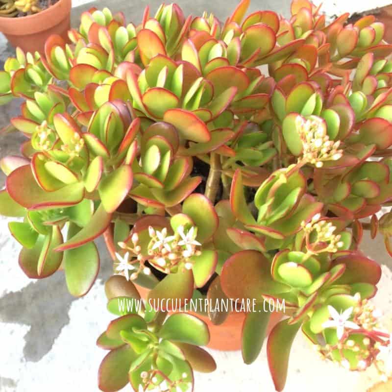 Jade plant Crassula ovata with yellow-green leaves, red margins and white blooms