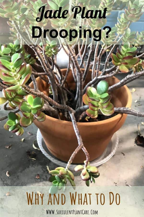 Jade plant Crassula Ovata with drooping stems