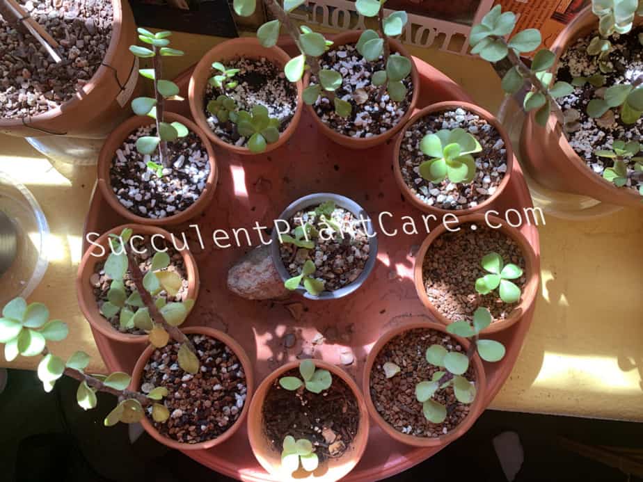 Photo of Different Soil Mixes for Portulacaria Afra Stem Propagation will Work