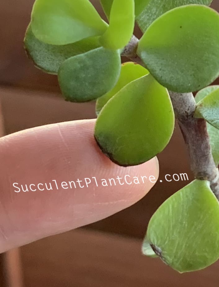 Leaves can get sunburned while Propagating Your Portulacaria Afra