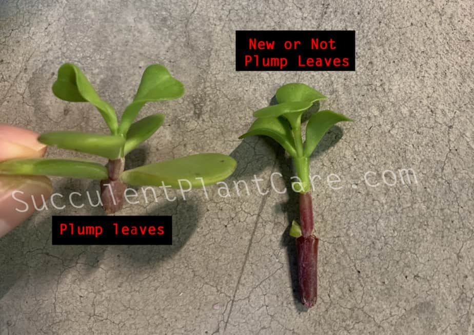 Plump Portulacaria Afra Leaves vs. Thin Leaves