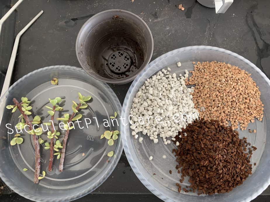 Our Soil Mix for Portulacaria Afra Stem Propagation - 3 kinds of growing medium.