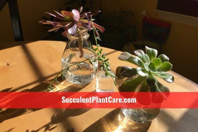 aeonium and string of banana succulent water propagation