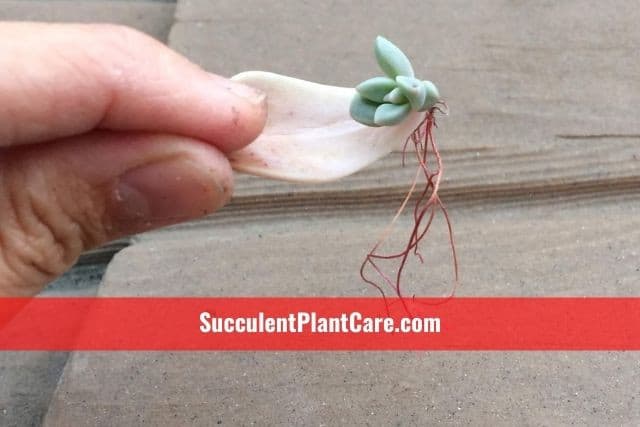 echeveria leaf rooting for propagation