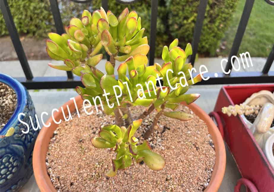 3 pcs 4" to 5" Y Cuttings Red-Tip Money Jade Succulent Cactus S9020 