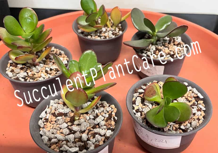 Propagating New Jade Plant Stem Cuttings