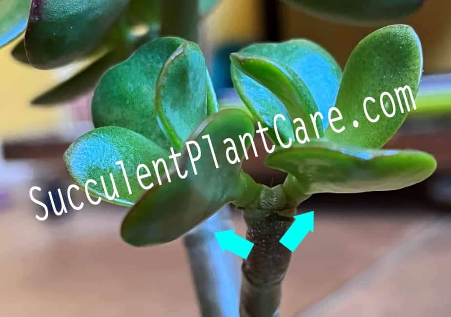Jade Plant Pruned Stem with Mature Growth