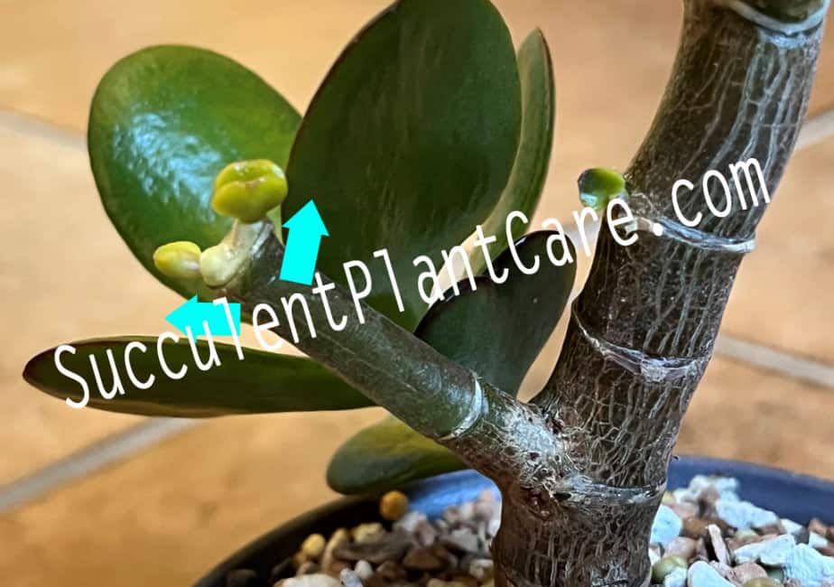 Jade Plant Pruned Stem with New Growth