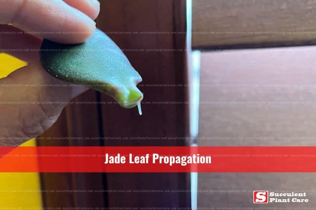 Jade Leaf with Root